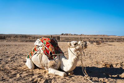 Camel on desert against clear blue sky