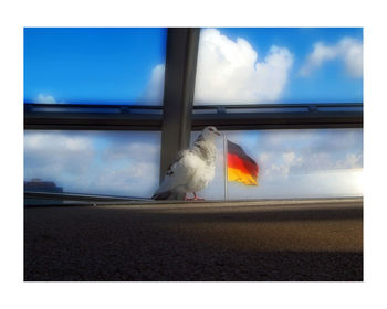 Bird perching on cable against sky