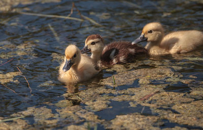 Ducks in a lake