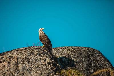 Low angle view of eagle perching on rock