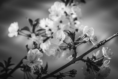Close-up of cherry blossoms in spring