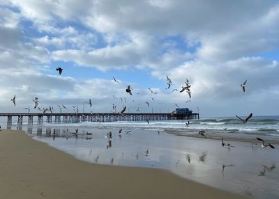 Seagulls flying over beach against sky