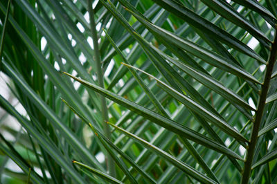 Full frame shot of palm tree