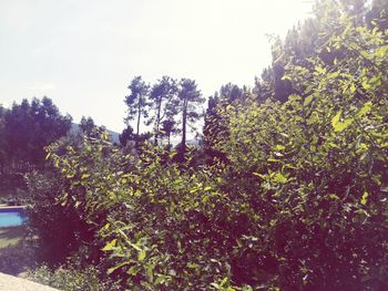 Plants and trees against clear sky