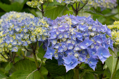 Close-up of purple flowering plant