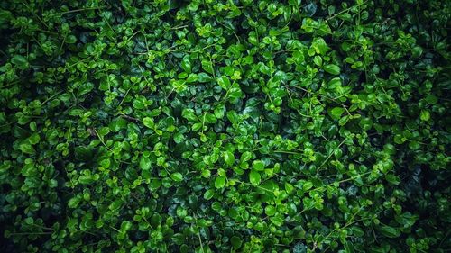 Full frame shot of fresh green plants