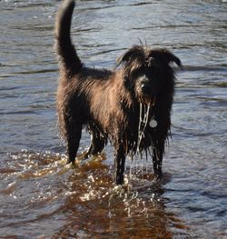 Wet dog standing in lake