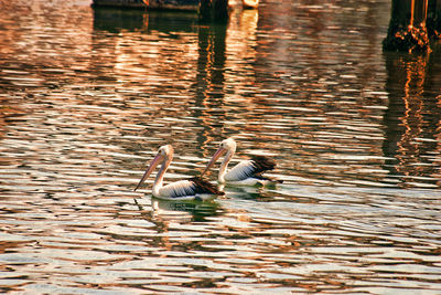 Ducks swimming in lake