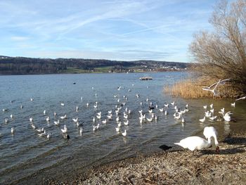 Swans and ducks in lake against sky