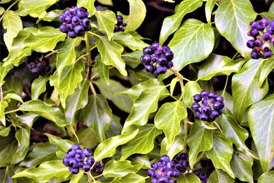 Close-up of purple flowers