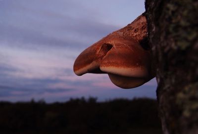 Close-up of lizard on tree against sky