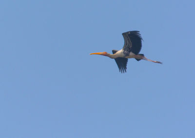 Low angle view of a bird flying