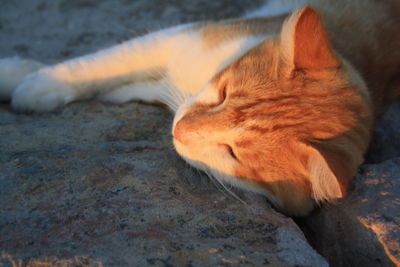 Close-up of a cat sleeping