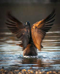 Bird flying over lake