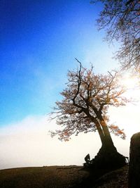 Low angle view of trees on field against clear sky