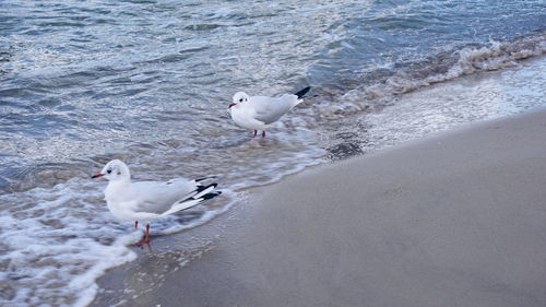 Seagulls on beach