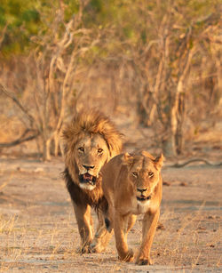 Lion and lioness walking together