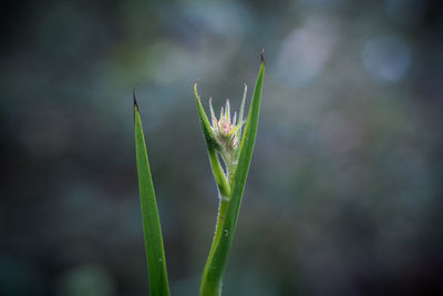 Close-up of raindrops on plant