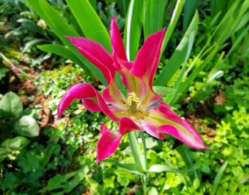 Close-up of pink flower