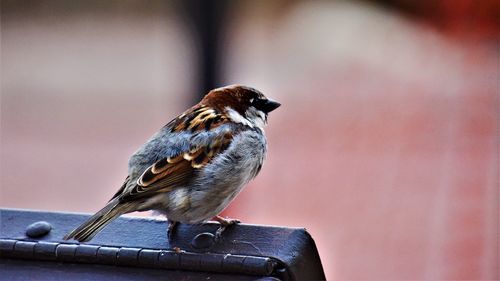 Close-up of bird perching on railing