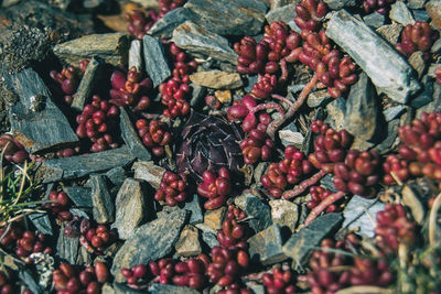 Full frame shot of berries