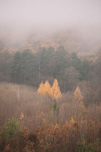 Scenic view of forest against sky