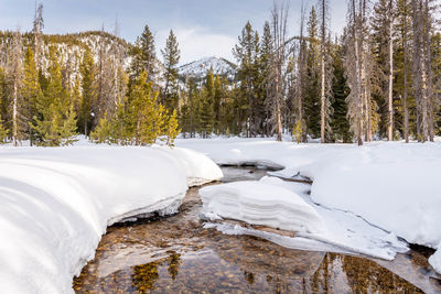 Snow covered trees in forest