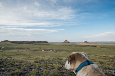 Dog standing in a field