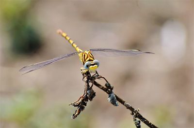 Close-up of dragonfly on twig