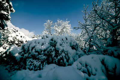 Snow covered trees against sky