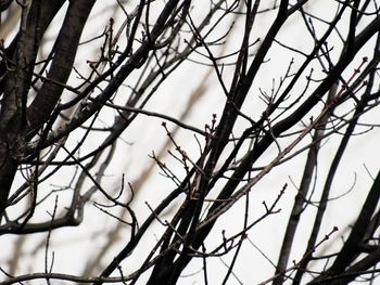 Low angle view of bare tree against sky