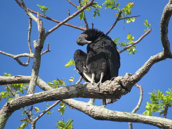 Low angle view of bird perching on tree