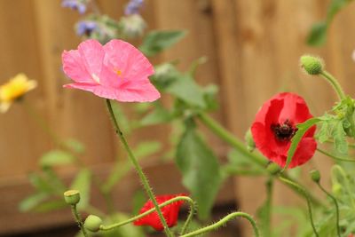 Close-up of pink flowering plant