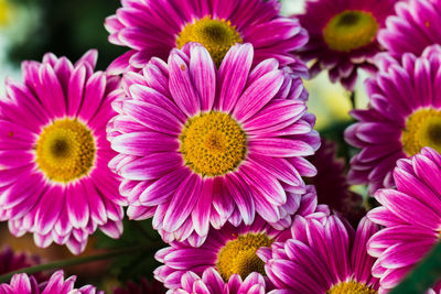Close-up of pink flowering plants