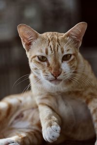 Portrait of cat relaxing at home