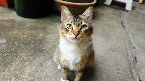 Portrait of cat sitting outdoors