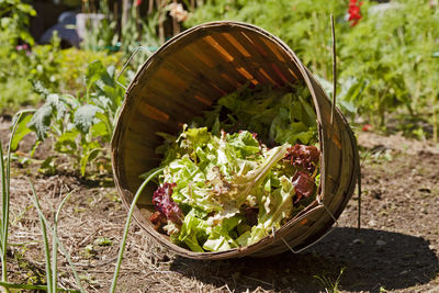 View of vegetables in basket