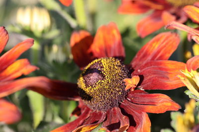 Close-up of orange flowering plant in park