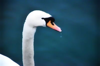 Close-up of swan swimming in lake