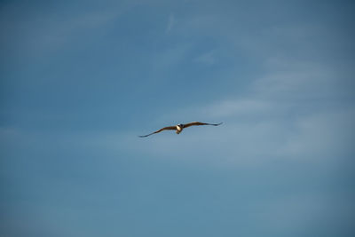 Low angle view of bird flying in sky