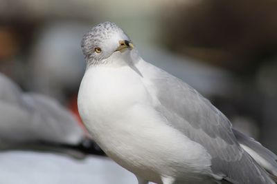 Close-up of bird