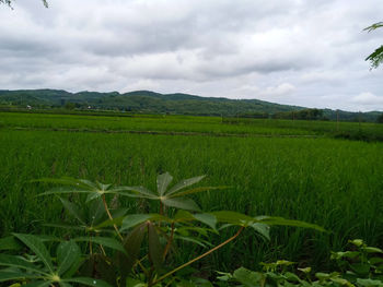 Scenic view of agricultural field against sky