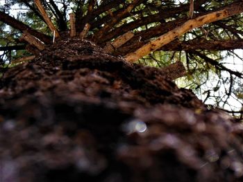 Low angle view of tree