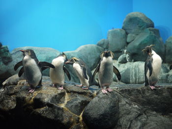 Penguins on top of rock at zoo