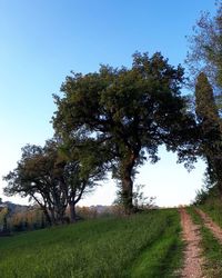 Trees on field against clear sky