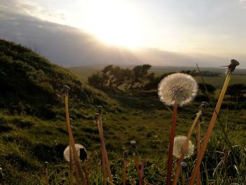 Scenic view of field against sky during sunset