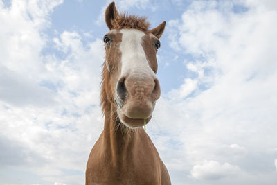 Low angle portrait of a horse against cloudy sky