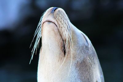 Close-up of sea lion