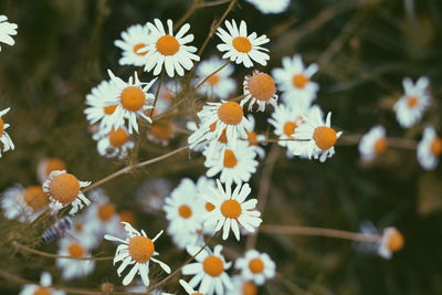 Close-up of white daisy flowers