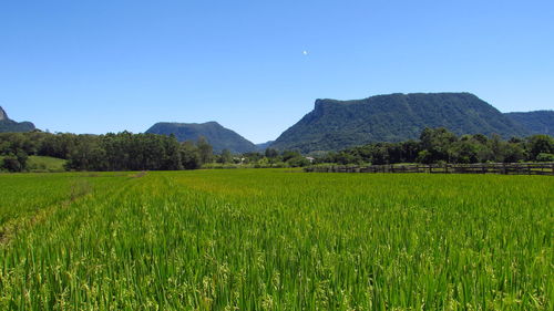 Scenic view of agricultural field against clear blue sky